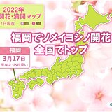 福岡でソメイヨシノ開花　今年全国でトップ