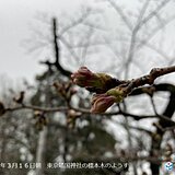 3月前半の日照時間　東京は9年ぶりの多さ　サクラの蕾も喜ぶ　たっぷりの日差し