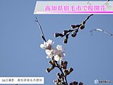 16日に高知県宿毛市で桜が開花しました