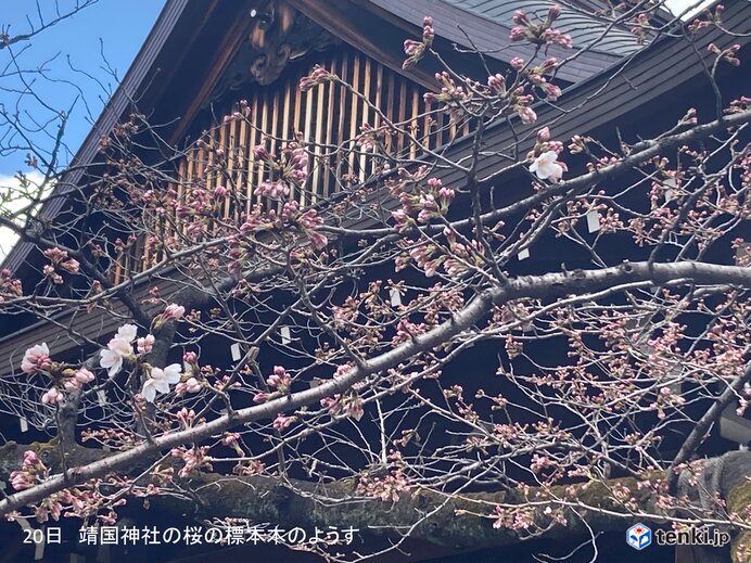 東京で桜が開花　平年より4日早く　昨年より6日遅い　16年連続で関東一番乗り