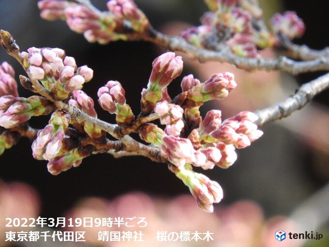 東京も開花間近に