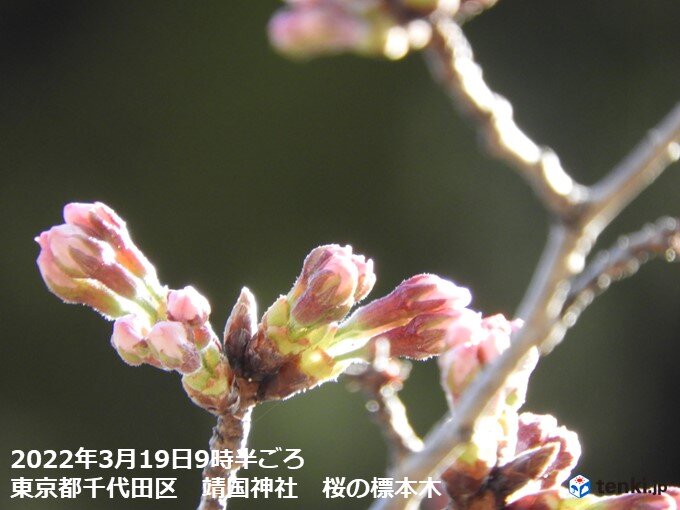 東京も桜開花まであと少し