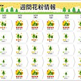 週間花粉情報　あす22日はホッ　23日から九州～東北で大量飛散　ピークいつまで