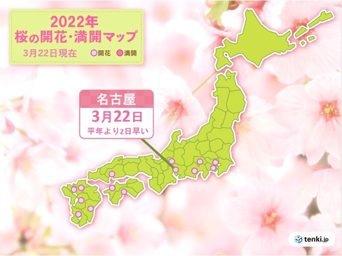 冷たい雨の中、名古屋で桜開花　平年より2日早く　昨年より5日遅い