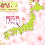 冷たい雨の中、名古屋で桜開花　平年より2日早く　昨年より5日遅い