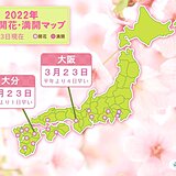 大阪などで桜開花　この先は気温上昇で桜前線が急加速か