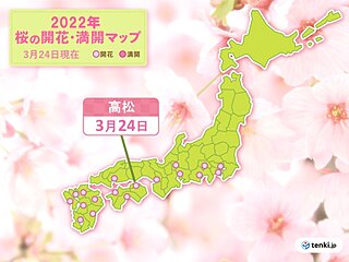 高松で桜開花　平年より3日早く　今週は続々と開花