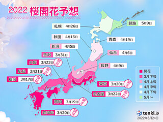 2022年桜開花予想(第7回)　東京は27日満開　週末から関東北部も開花ラッシュ