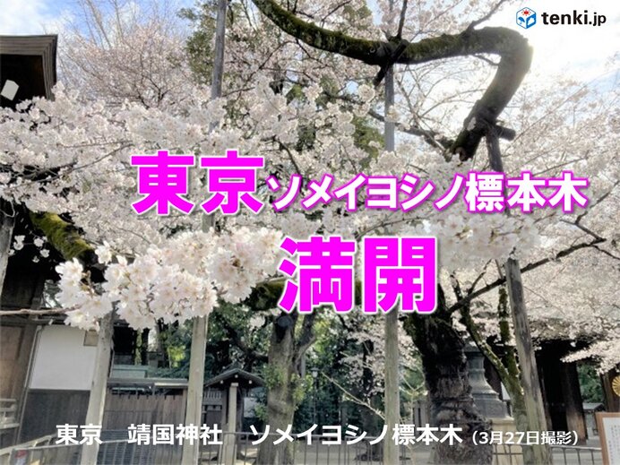 福岡に続き 東京でも桜が満開 きょう3月27日 さくらの日 に合わせるかのように 気象予報士 日直主任 22年03月27日 日本気象協会 Tenki Jp