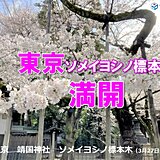 福岡に続き　東京でも桜が満開　きょう3月27日「さくらの日」に合わせるかのように