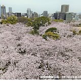 九州　今週　桜満開の便り続々と　4月初めは「花冷え」　遅霜などに注意