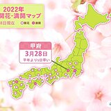 甲府で桜満開 　東京都心も青空に満開の桜　この先は花曇り多め