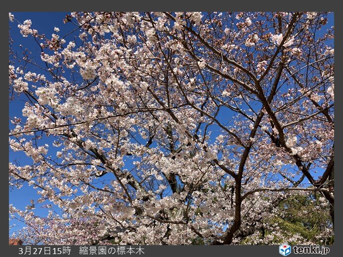 中国地方 今週は各地で桜満開へ 週末はお花見日和 寒暖差と花粉対策を万全に 気象予報士 高田尚美 22年03月28日 日本気象協会 Tenki Jp