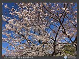 中国地方　今週は各地で桜満開へ　週末はお花見日和?寒暖差と花粉対策を万全に