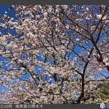 中国地方　今週は各地で桜満開へ　週末はお花見日和?寒暖差と花粉対策を万全に