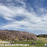 桜満開ラッシュ　横浜、宮崎、佐賀、松山、岐阜、熊本で桜満開　今週はお花見ウィーク