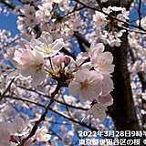 季節外れの暖かさ落ち着く　この時期らしいお花見日和に　28日(月)夜桜はヒンヤリ