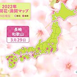 長崎と和歌山で桜満開　平年より早い満開に