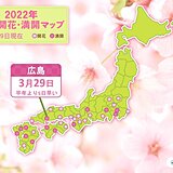 広島で桜満開　平年より5日早く　昨年より4日遅い