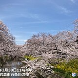 大阪、京都、名古屋などで桜満開　九州から関東は桜が見ごろ　来週は北陸や東北南部も
