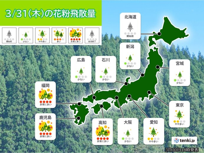 31日(木)の花粉情報　九州と四国は「非常に多い」　ヒノキ花粉の飛散がピークに