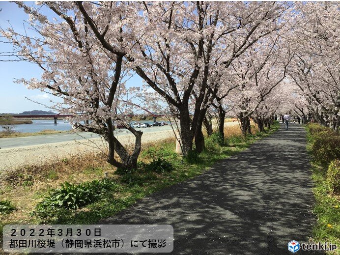 東海地方の各地で桜満開　「都田川桜堤」とは!?