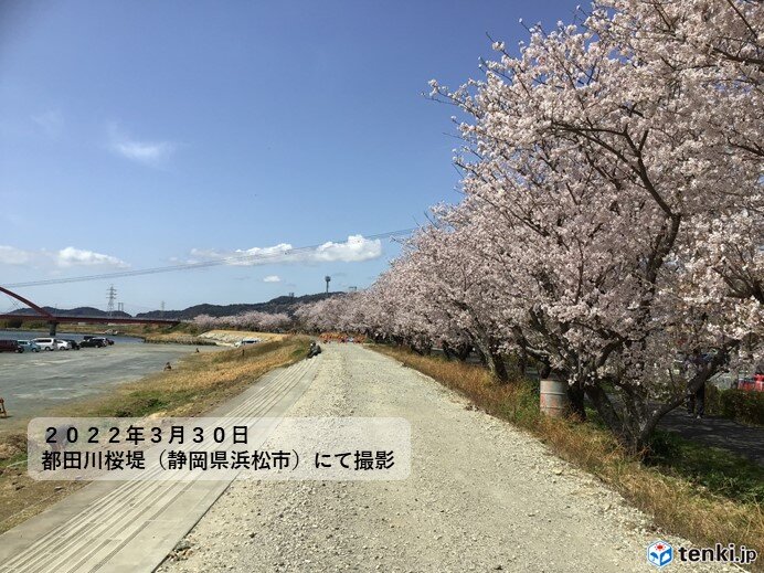 東海地方　各地で桜満開　静岡では今年3回目の夏日　4月のスタートは「花冷え」
