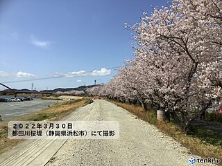 東海地方　各地で桜満開　静岡では今年3回目の夏日　4月のスタートは「花冷え」