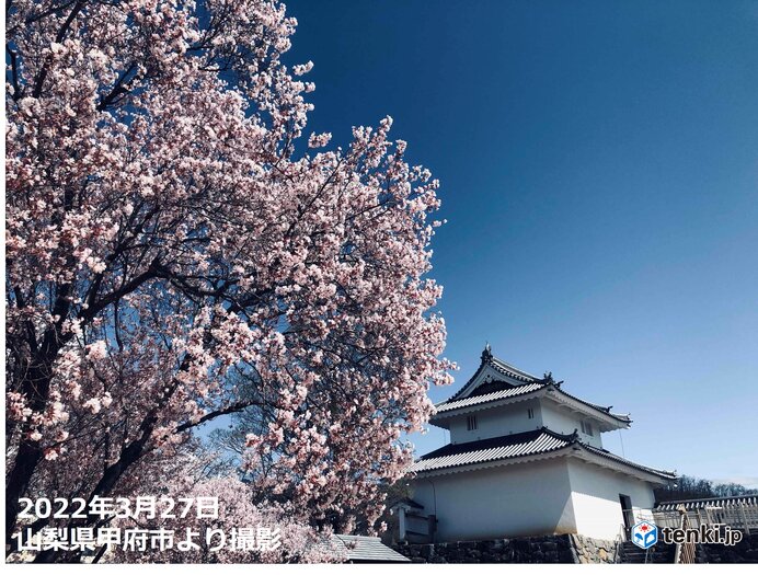 雪化粧が濃くなった富士山　桜と共演を楽しめる所も