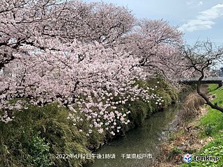 関東の桜　都心周辺はこの土日で見納めか　北部は一番の見ごろ　きょうは宇都宮で満開