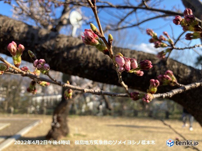 福島で桜開花秒読み　桜前線はいよいよ東北へ
