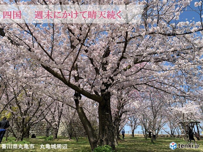 四国 週末にかけて晴天続く 桜の花びら舞う中で入学式に 気象予報士 川越 絵里子 22年04月04日 日本気象協会 Tenki Jp