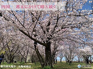 四国　週末にかけて晴天続く　桜の花びら舞う中で入学式に