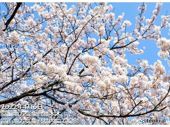 富山などで桜満開　東京都心は6日ぶりに20℃超え
