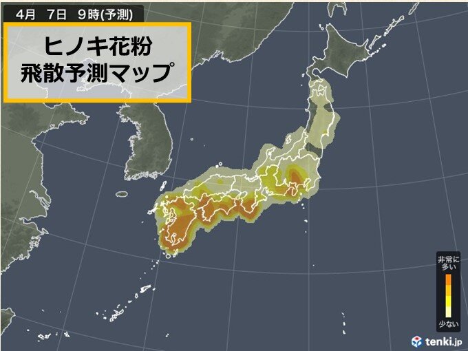 7日　九州～関東はヒノキの花粉が「非常に多い」