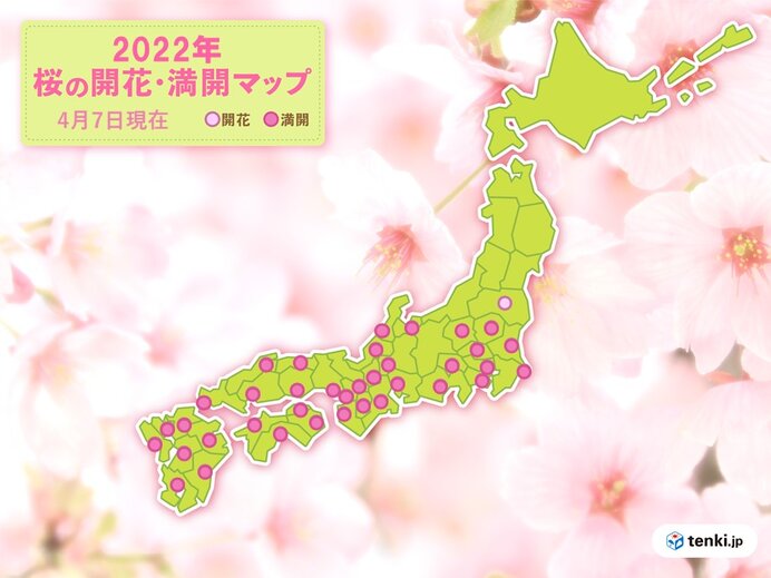 桜前線は東北に　北陸では見ごろ迎える