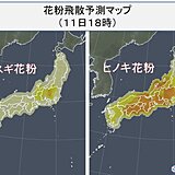 花粉情報　11日もヒノキ花粉を中心に大量飛散　今週後半は落ち着く　飛散いつまで