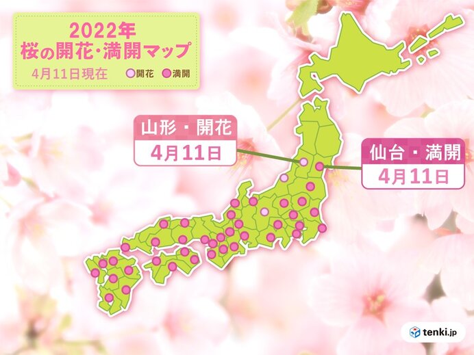 仙台で桜が満開 開花から3日で満開に 山形では桜が開花 気象予報士 日直主任 22年04月11日 日本気象協会 Tenki Jp