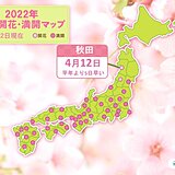 秋田で桜開花　平年より5日早く　今夜から咲いたばかりの桜に雨の洗礼