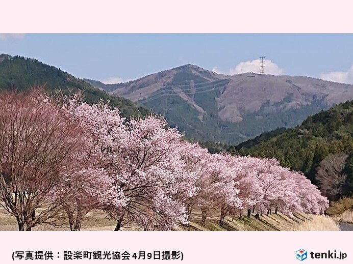 設楽町　清水のコヒガンザクラ並木　満開
