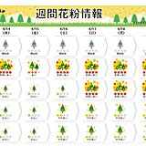 今週末は再びヒノキ花粉が大量飛散する所も　東京、名古屋、仙台で「非常に多い」予想