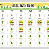 週間花粉情報　仙台・東京・名古屋は「非常に多い」日も　北陸でもヒノキが増加