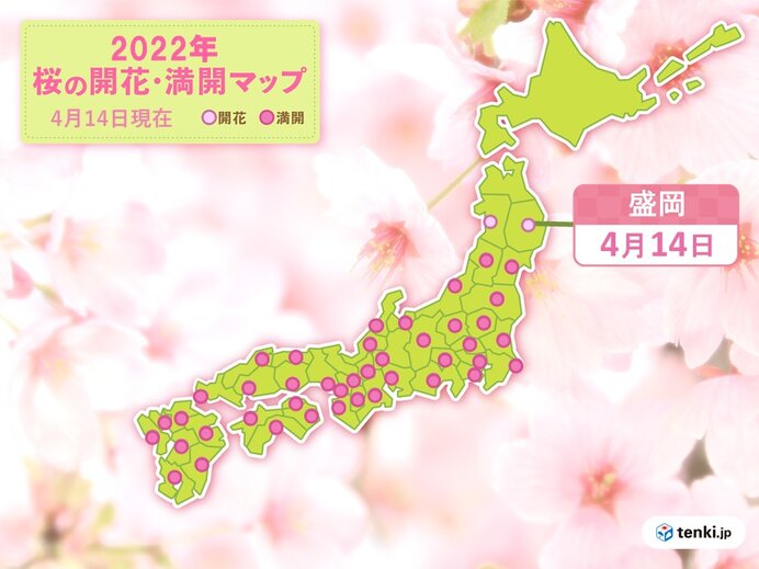 桜前線が北上中　盛岡で桜が開花　週末は東北を中心に桜が見頃
