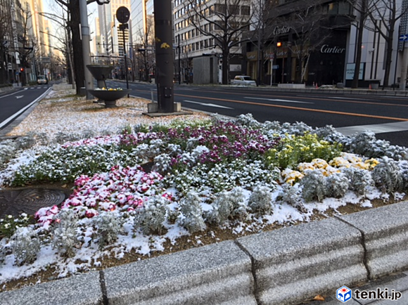 大阪市内でも　うっすら雪が積もる