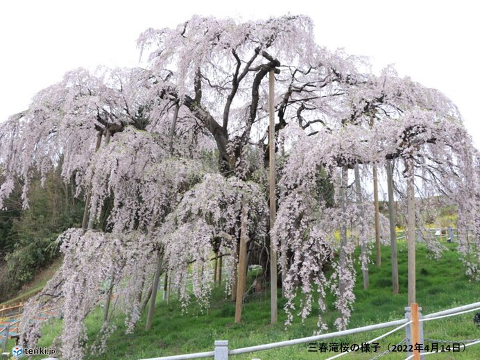 土日は東北で桜が見頃に