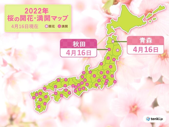 青森で桜開花　桜前線は本州最北に到達　津軽海峡を渡るのはいつ?