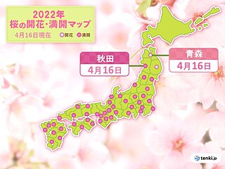 青森で桜開花　桜前線は本州最北に到達　津軽海峡を渡るのはいつ?