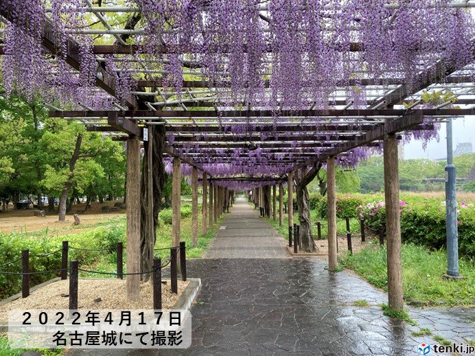 東海地方 名古屋城では藤の花が見頃 雨はいつまで この先 日差しを有効に 気象予報士 竹下 のぞみ 22年04月18日 日本気象協会 Tenki Jp