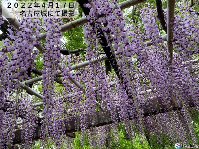 東海地方 名古屋城では藤の花が見頃 雨はいつまで この先 日差しを有効に 気象予報士 竹下 のぞみ 22年04月18日 日本気象協会 Tenki Jp