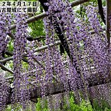 東海地方　名古屋城では藤の花が見頃　雨はいつまで?　この先　日差しを有効に